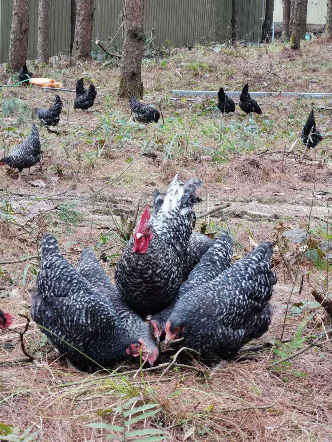  正宗散养白脚芦花鸡