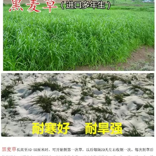 沭阳县黑种草种子  耐寒多年生黑麦草种子四季常青畜牧草猪牛羊鸡鸭鹅鱼草籽种籽