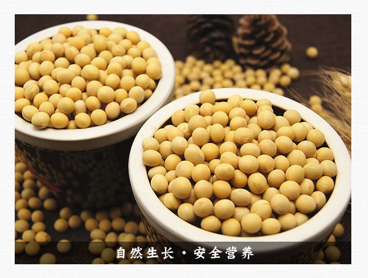 新豆5斤笨黄豆大豆东北农家自产黄豆非转基因发豆芽豆浆豆腐