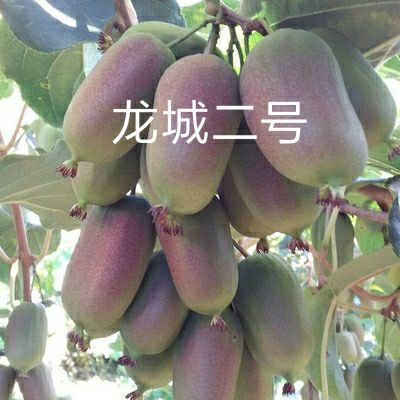 平邑县软枣猕猴桃苗  龙城二号软枣猕猴桃树苗盆地栽当年结果软枣子南方北方果树苗包邮