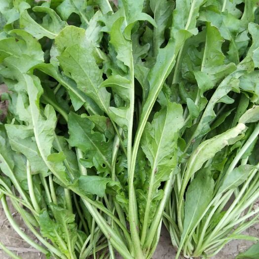 虞城县新鲜荠菜