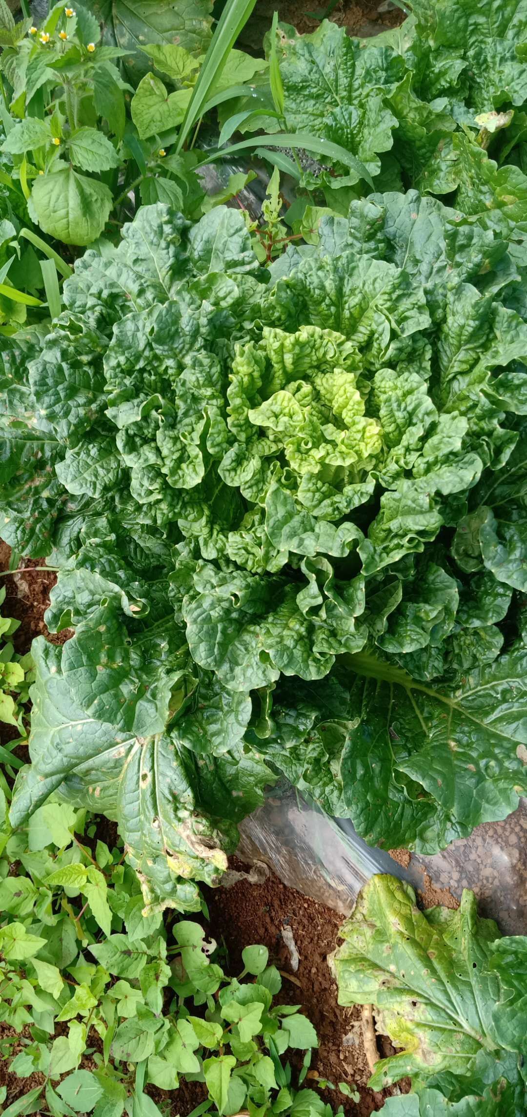 青麻叶大白菜  威宁高山冷凉蔬菜秋录麻叶菜