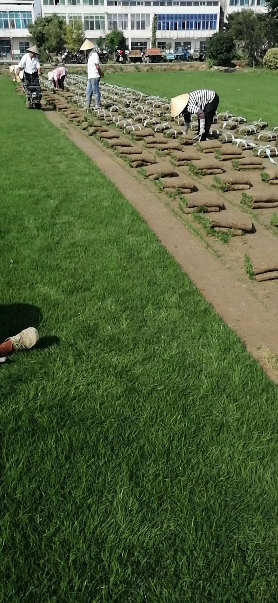果岭草草坪，基地常年大量现货供应，现铲现销，价格美丽！