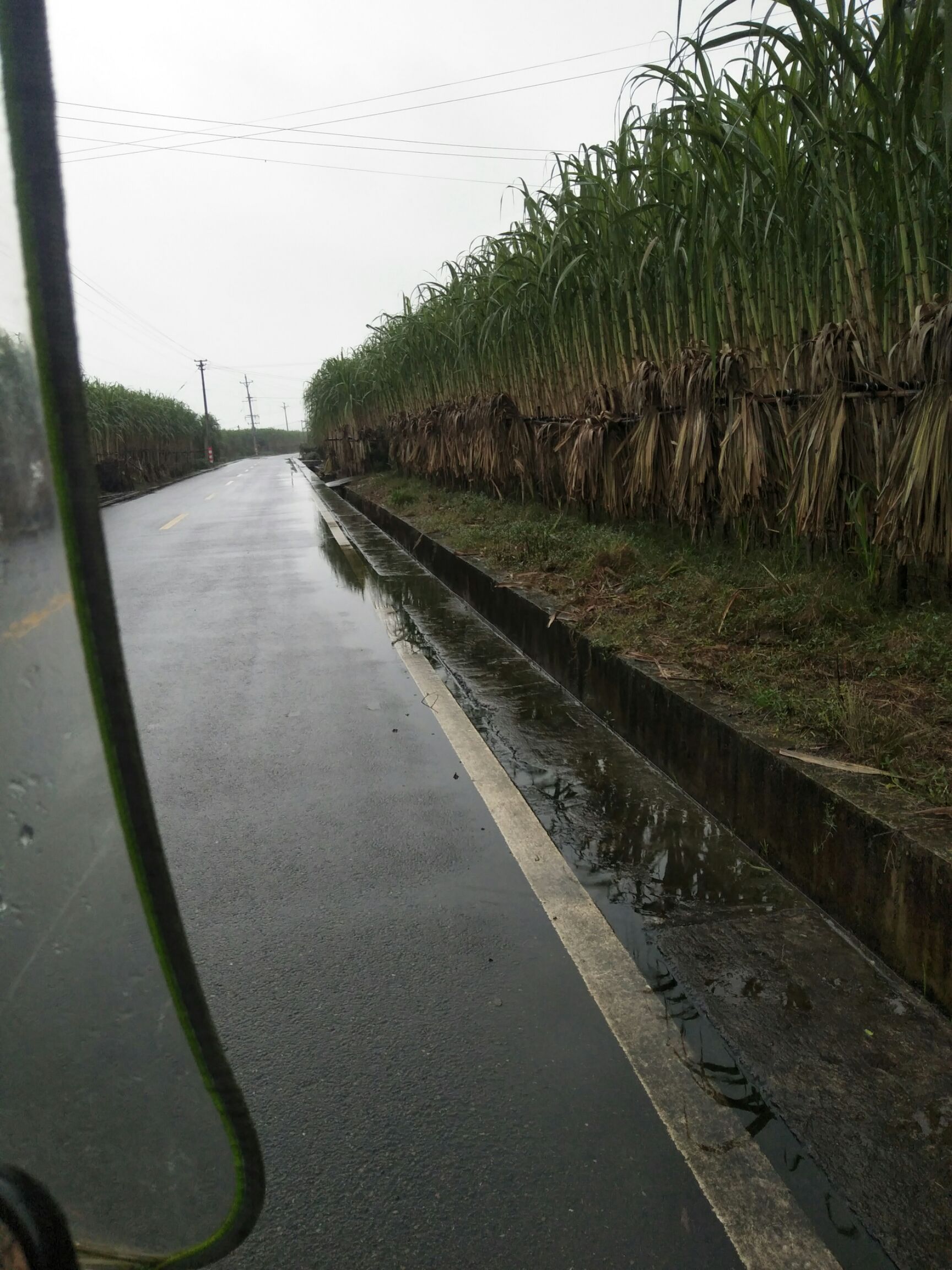 甘蔗 四川省泸州市江阳区 青色