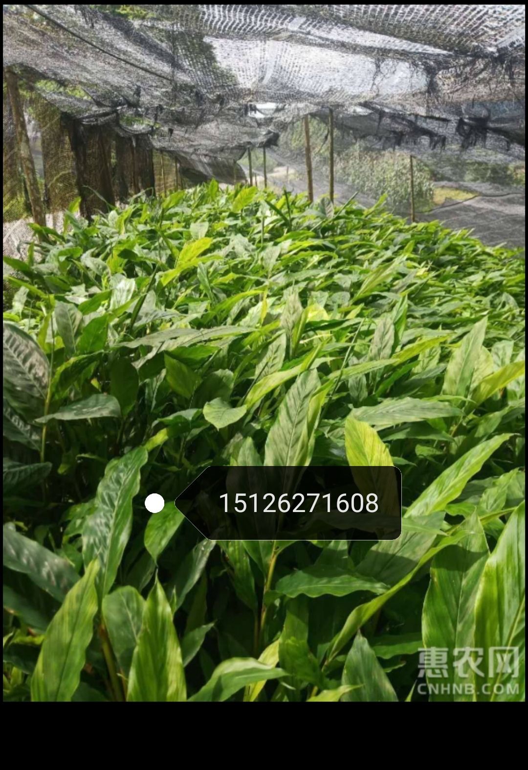 大量供应草果苗，200万株，欢迎咨询私聊。优惠多多。