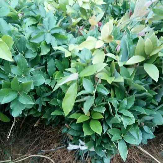 雅安老鹰茶苗 老鹰白茶苗
