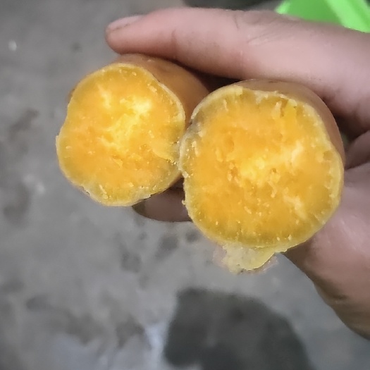 紫云县紫云红心红薯种  紫云红心红著