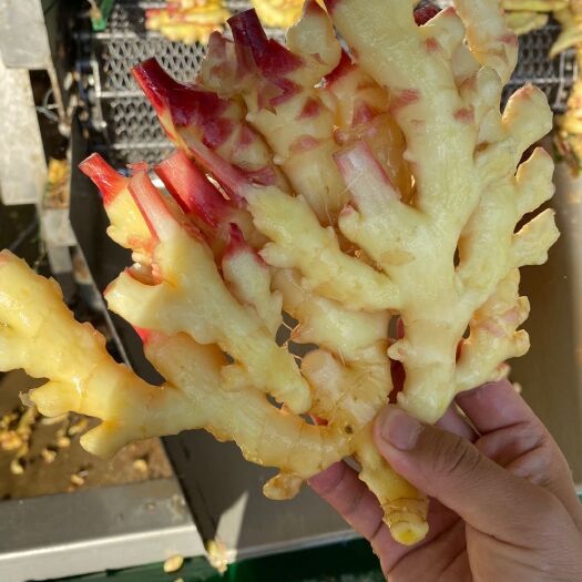 惠水县小黄姜 二黄姜   品质保证