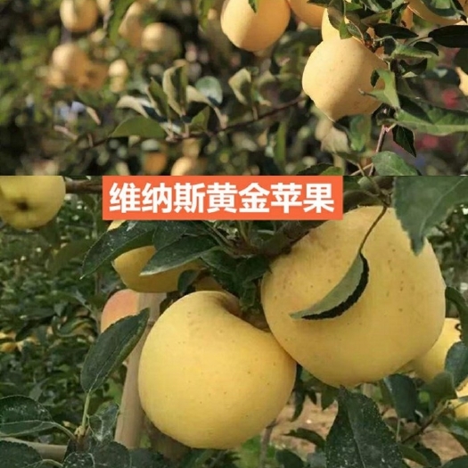 平邑县维纳斯黄金苹果苗苹果树苗嫁接地栽盆栽南方北方当年结果金帅苹果