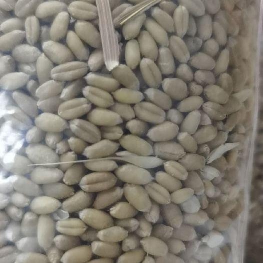 叶县混合小麦 