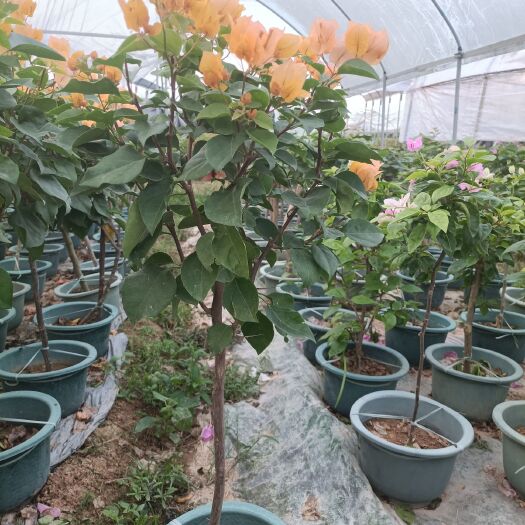 漳州黄花三角梅 三角梅加州黄棒棒糖