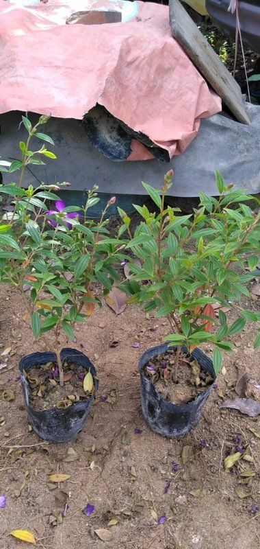 南安市巴西牡丹 四季开花 庭院绿化 工程苗木