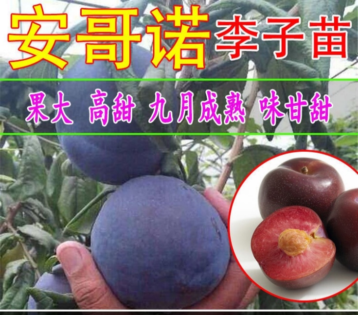 安哥诺李子苗  安哥诺李子，可实地考察，量大优惠，免费提供种植技术