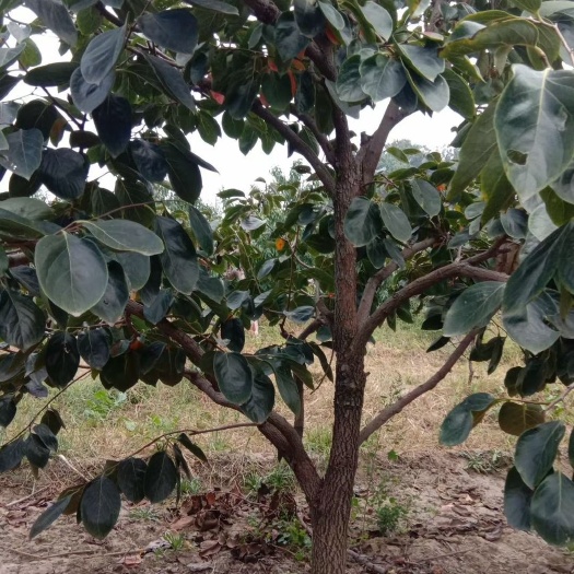 绛县寒富苹果树苗 占地果树，绿化果树，果树小苗，绿化工程树