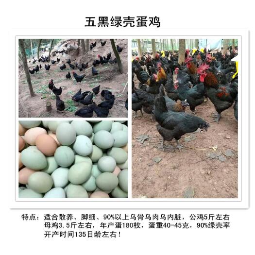 简阳市土鸡苗 大五黑绿壳蛋鸡