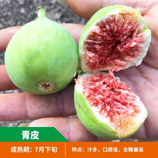 平邑县青皮无花果树苗  无花果树苗波姬红青皮紫皮南北方种植盆栽地栽当年结果丰产果树苗