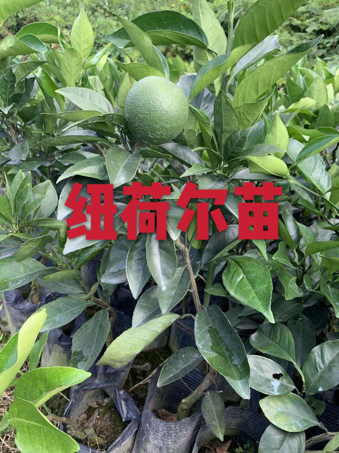 奉节脐橙苗，纽何尔元红苗，伦晚苗，地苗桶装苗