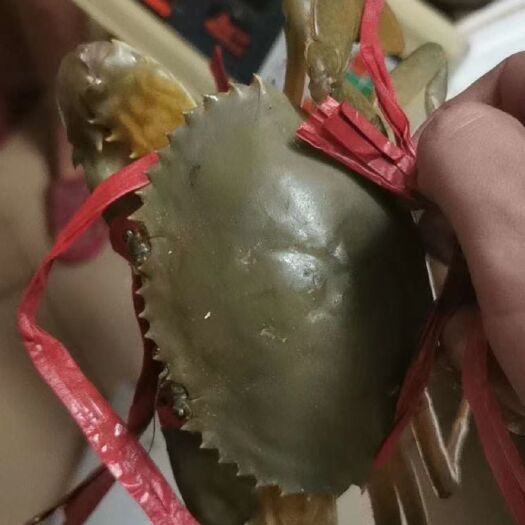 北海北部湾本地青蟹，防城港青蟹