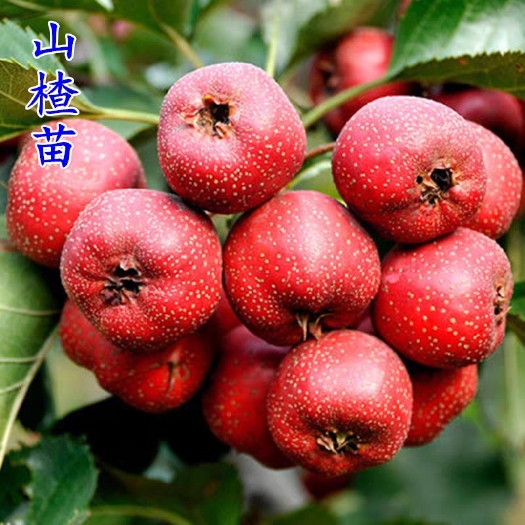 平邑县甜红子山楂苗 