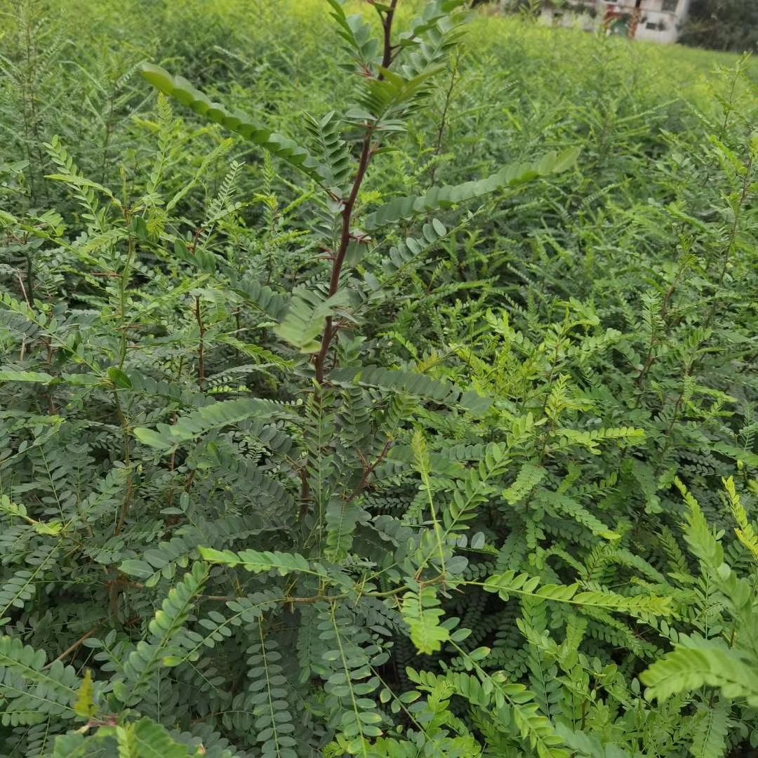 [大刺皂角树批发]大刺皂角树 一年生皂角苗,高度50公分,基地直供