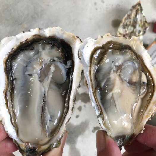 诏安县三倍体生蚝  福建生蚝三倍体，一手货源，欢迎可以来场地考察，货源充足。