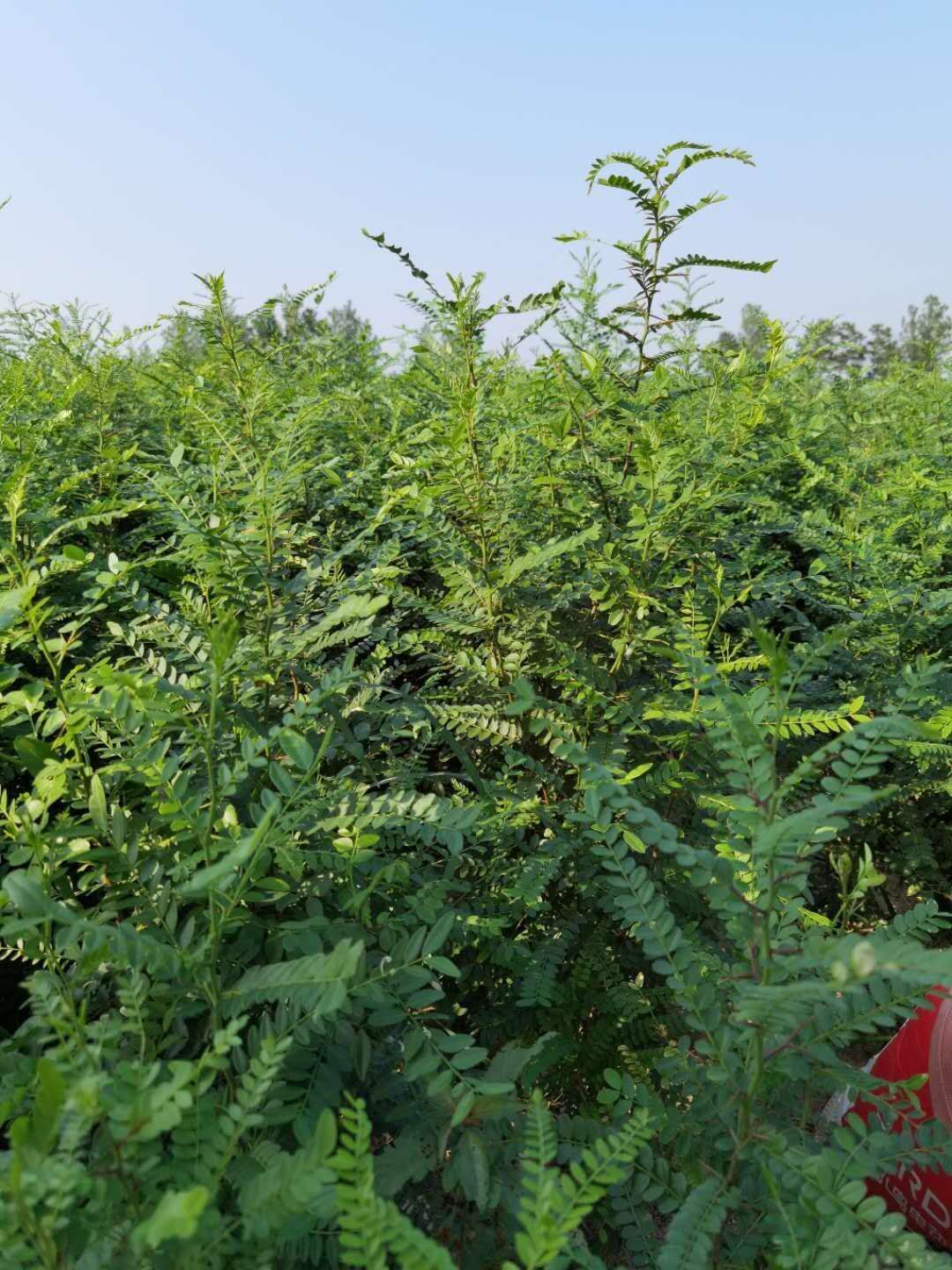 [大刺皂角树批发]大刺皂角树 一年生皂角苗,高度50公分,基地直供