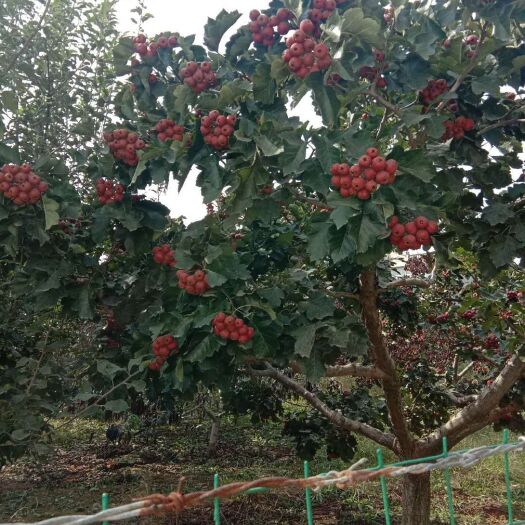 费县甜红子山楂 10 - 15克 