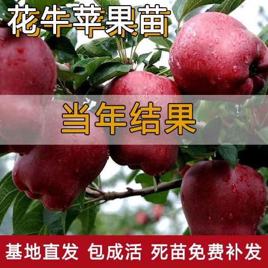 平邑县花牛苹果树苗  花牛苹果苗果苗南北方庭院地栽种植阳台盆栽嫁接果树当年结果