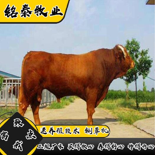 梁山县黄牛犊活体利木赞肉牛犊改良小牛苗牛崽活牛鲁西黄牛仔送养殖技术