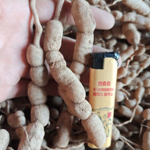 泰和县绣花针  虎刺
