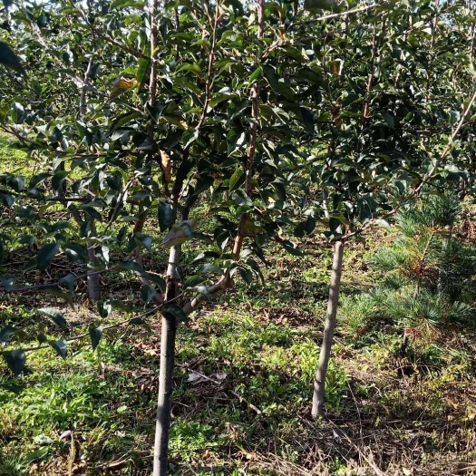 东丰县鸡心果树  鸡心果是我们东北特产小苹果，现在市场价格特好，有想建园的联系