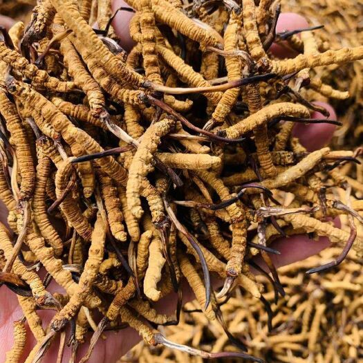 拉萨西藏那曲高海拔冬虫夏草，大量精品货源，无断草无穿条，假一罚万