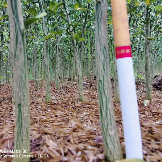 宁都县枳壳苗  枳壳实生苗直径0.6起