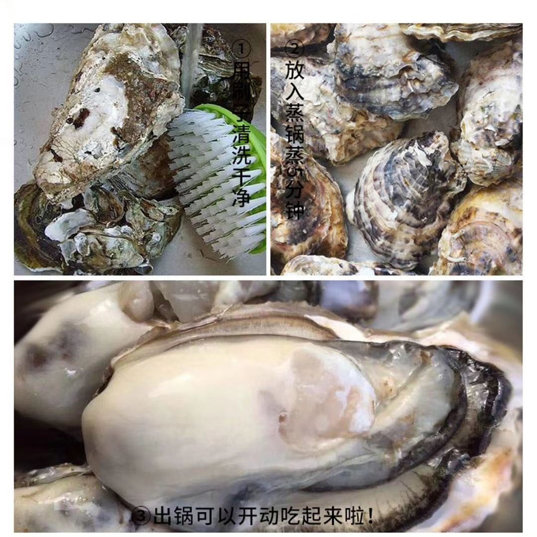 乳山牡蛎鲜活生蚝 海蛎子直发 空运冷链包邮