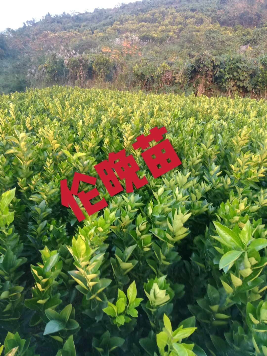 奉节脐橙苗，纽何尔元红苗，伦晚苗，地苗桶装苗