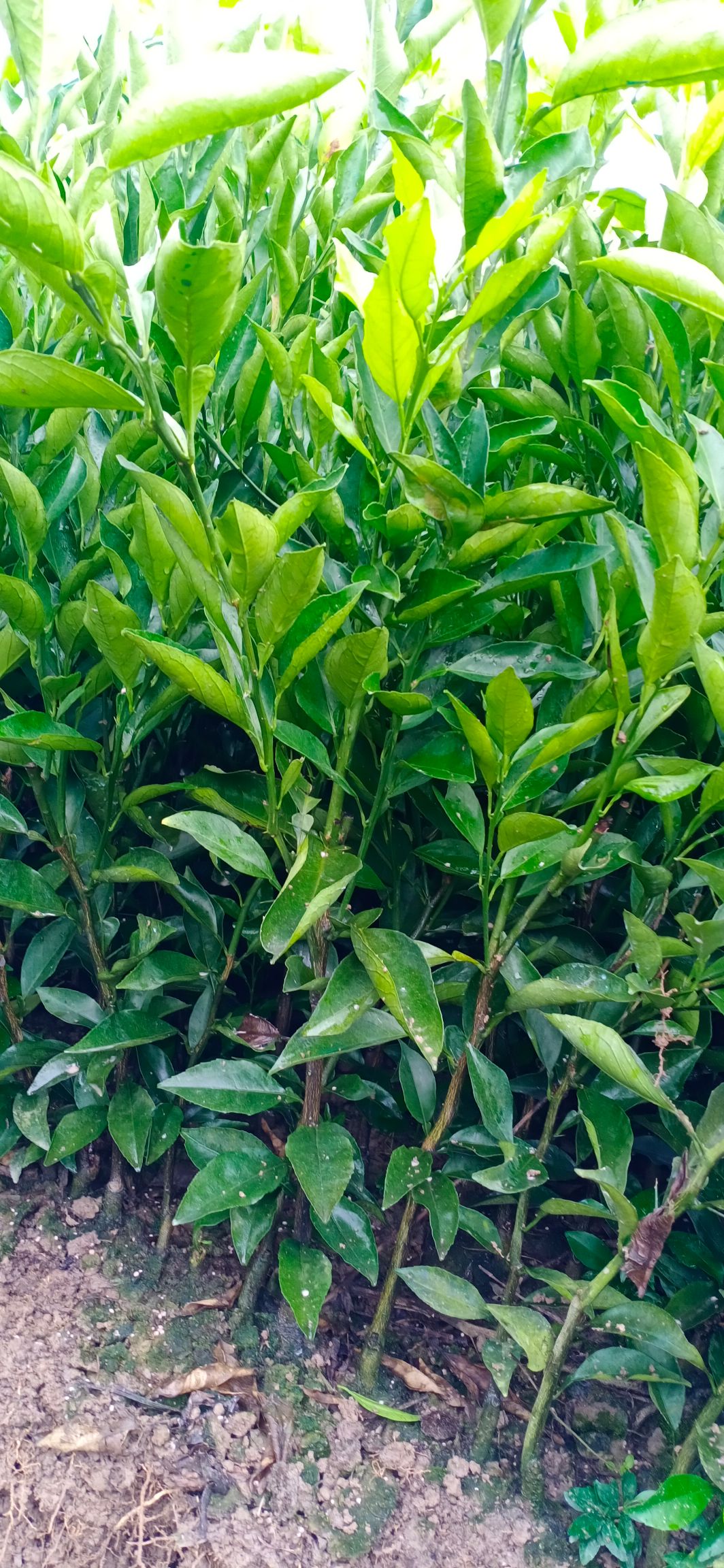 奉节脐橙苗，纽何尔元红苗，伦晚苗，地苗桶装苗