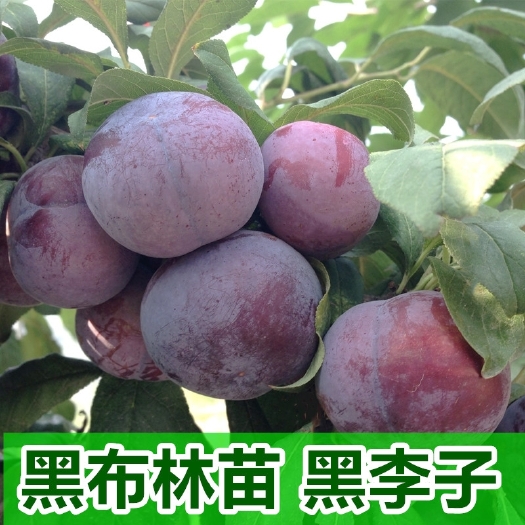 平邑县黑布林苗 美国黑布林李子树苗嫁接苗南方北方种植李子苗适合盆栽地栽水果苗