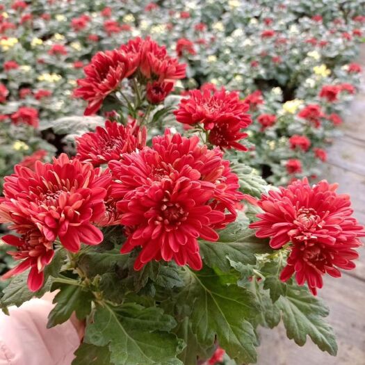 青州市国庆菊  太空菊菊花盆栽九月菊基地直供