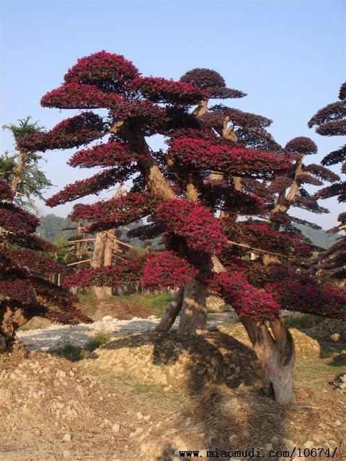 余姚市 红花继木桩大量出售