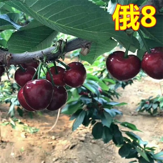 平邑县俄罗斯8号樱桃苗 樱桃树苖俄罗斯八号车厘子树苗盆栽南方种植地栽特大嫁接当年结果