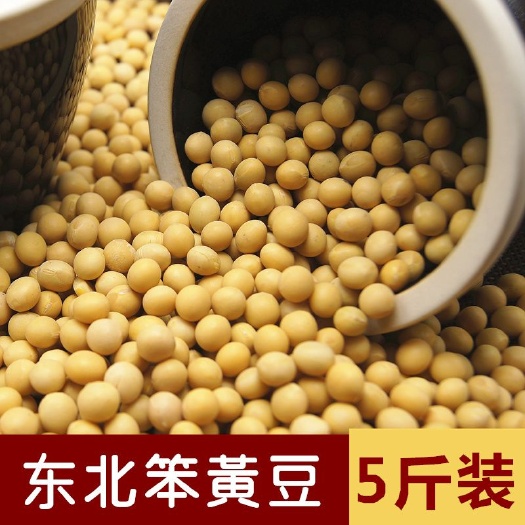 乾安县新豆5斤笨黄豆大豆东北农家自产黄豆非转基因发豆芽豆浆豆腐