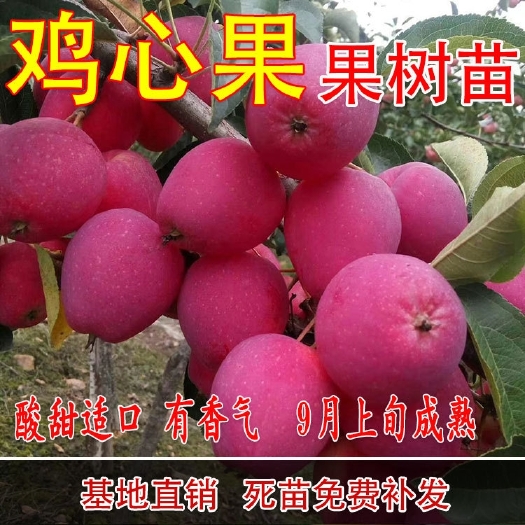 平邑县东北耐寒鸡心果苗果树苗盆栽鸡心果树苗矮化苹果苗庭院种植果苗