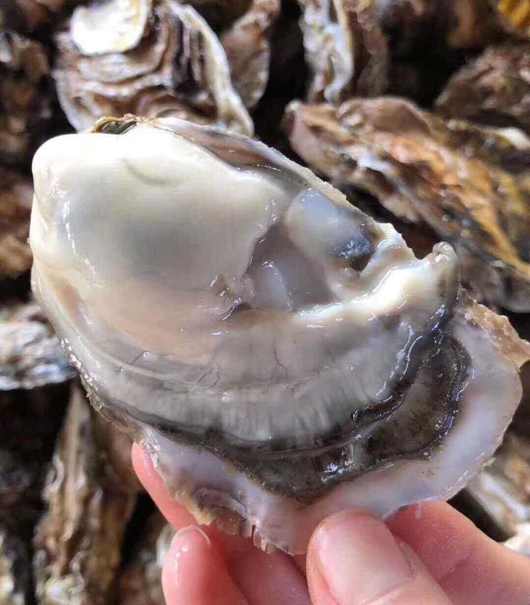 乳山牡蛎鲜活生蚝 海蛎子直发 空运冷链包邮