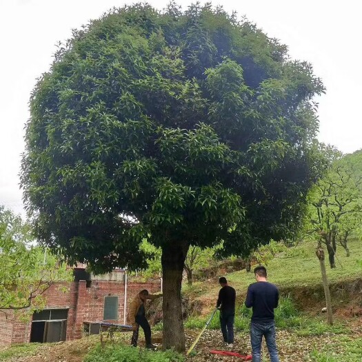 桂花树，高杆金桂大量出售