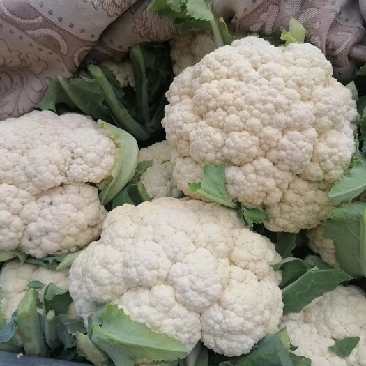 新野县白花菜花    诚信代收蔬菜基地本地主产量大