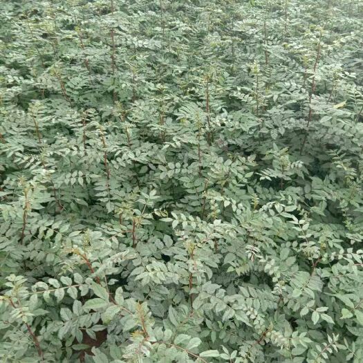 大红袍花椒苗 成活率高，嫁接无刺大红袍