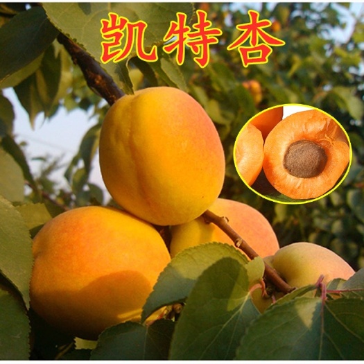 平邑县凯特杏苗  果树苗金太阳杏子凯特杏子嫁接优质果树苗基地直发现挖现卖保品种