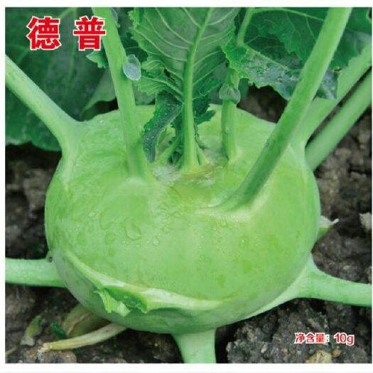 厦门苤蓝种子  德普苤蓝菜种子