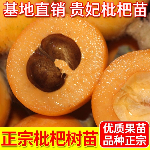 平邑县 贵妃枇杷苗树盆栽白沙无核特大嫁接白玉四川当年结果林新北方南方