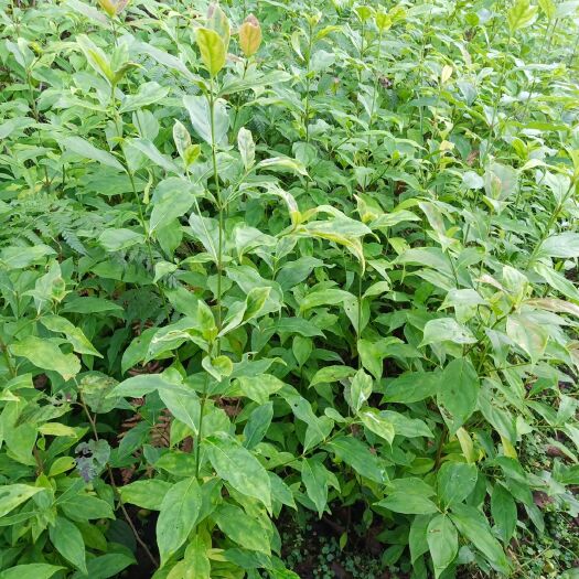 融水县荔枝苗 高山山荔枝十月份成熟，欢迎定果定苗